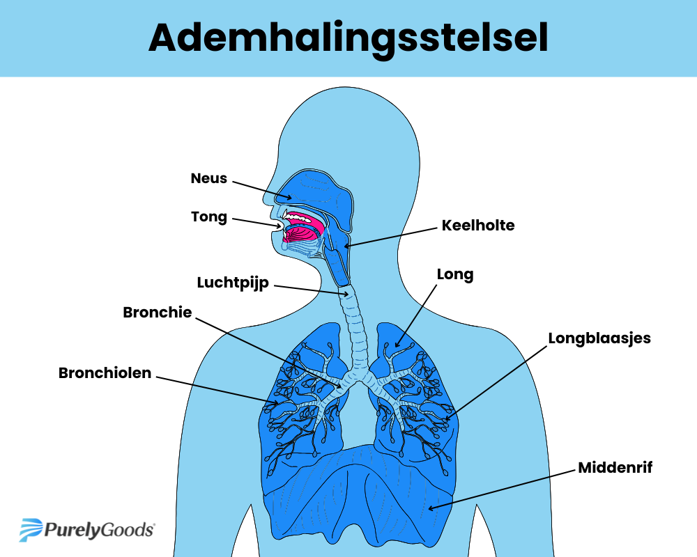 Het ademhalingsstelsel van de mens