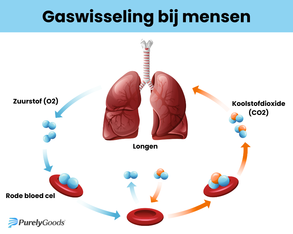 Gaswisseling bij de mens