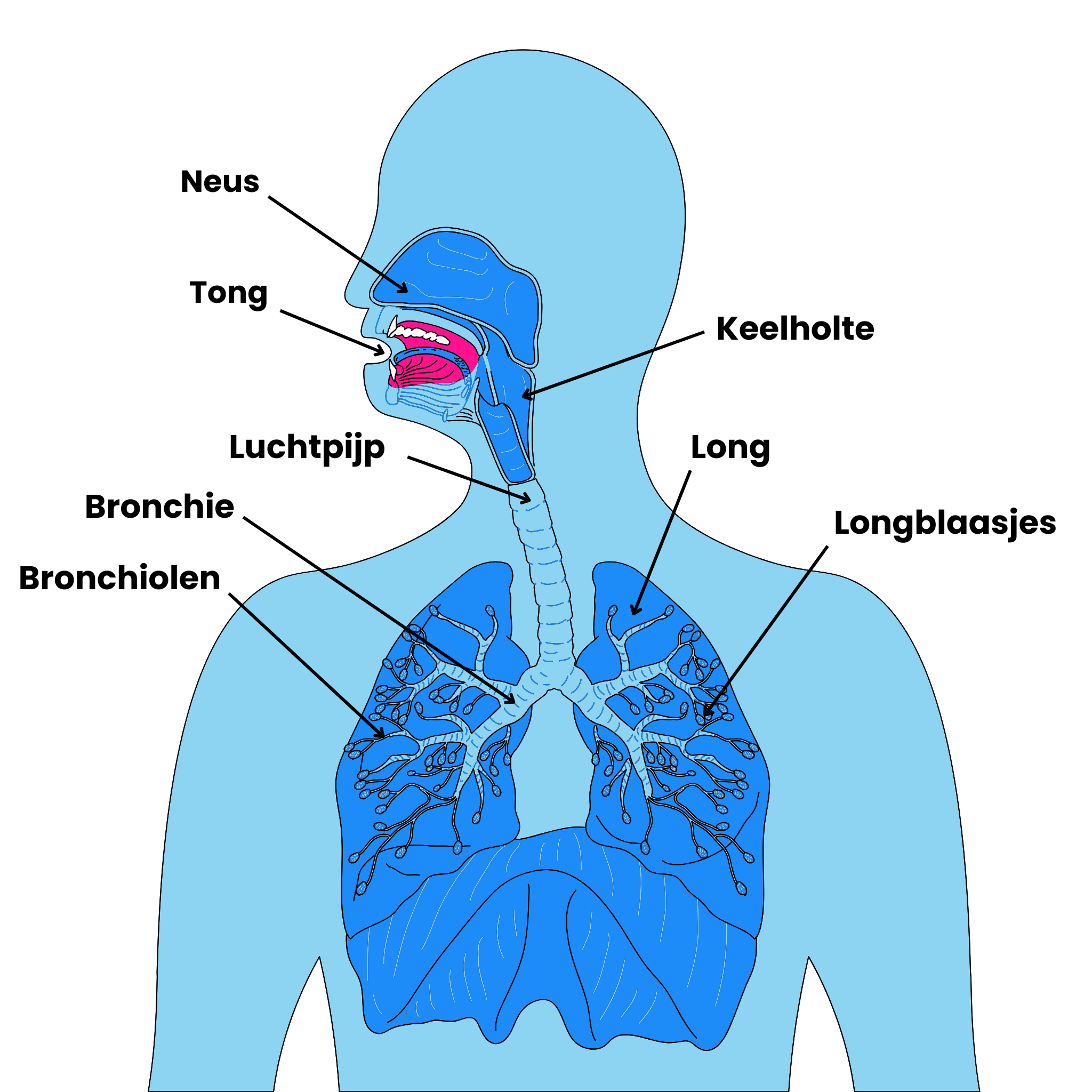 Hoe werkt het ademhalingsstelsel?