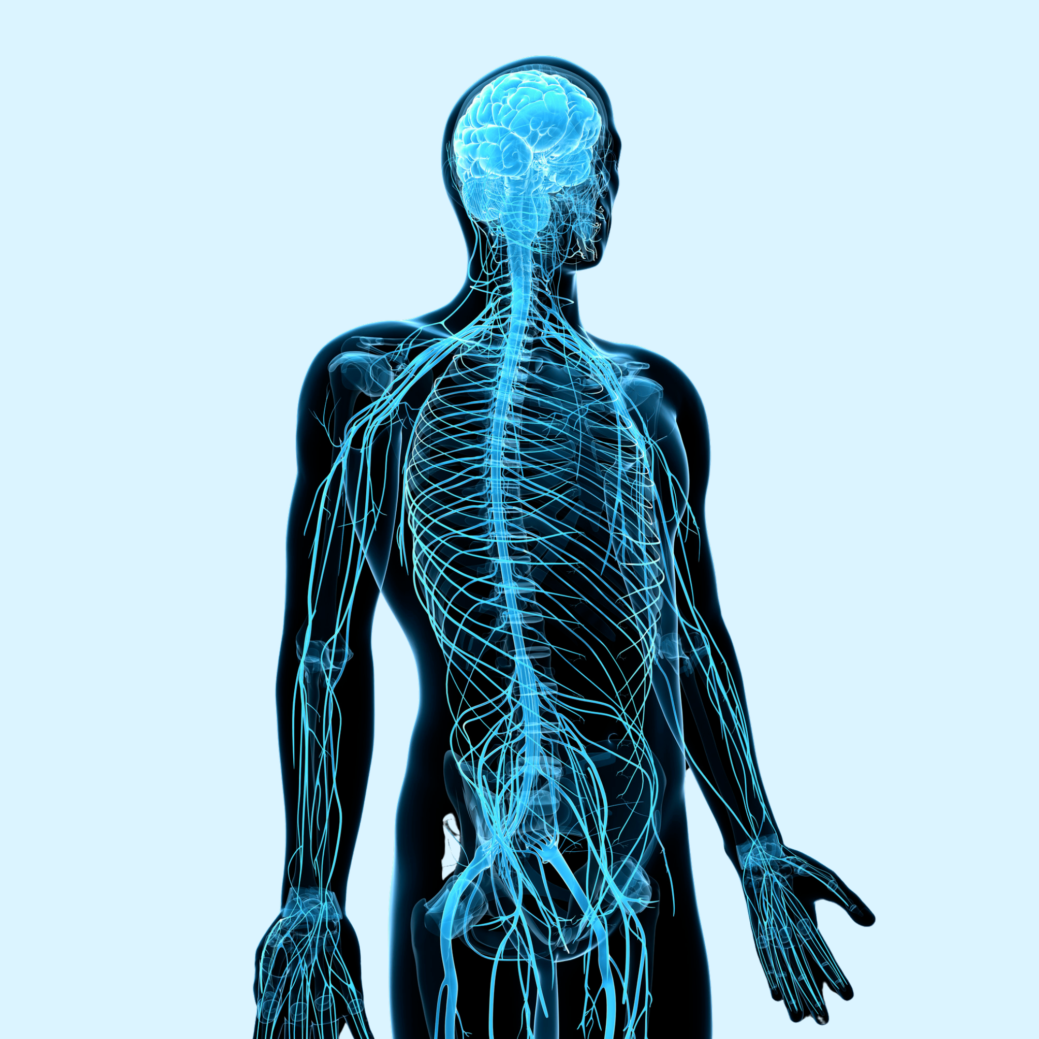 Wat is het verschil tussen sympathisch en parasympathisch?