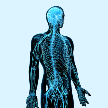 Wat is het verschil tussen sympathisch en parasympathisch?